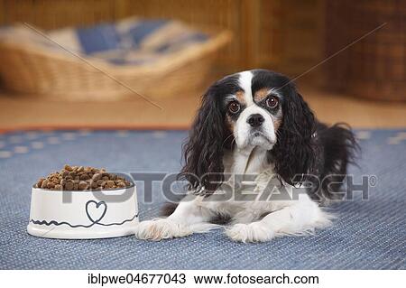 Stock Image - Cavalier King Charles Spaniel, bitch, tricolour, 9 years, lies next to a full feeding dish bowl, loss of appetite, anorexic dog, living room. Fotosearch