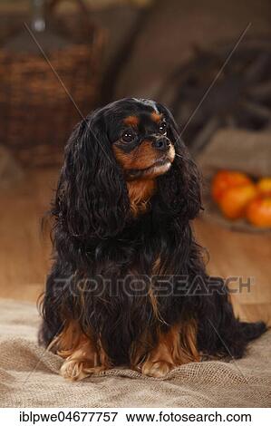 Cavalier King Charles Spaniel, bitch, black-and-tan, sits View Large Photo Image Stock Photo - Cavalier King Charles Spaniel, bitch, black-and-tan, sits. Fotosearch