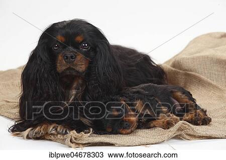 Stock Image - Cavalier King Charles Spaniel, male and puppy lying close together, black-and-tan, 6 weeks. Fotosearch