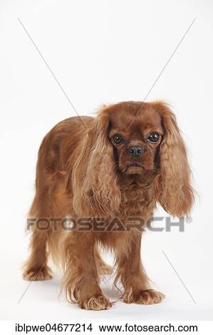 Cavalier King Charles Spaniel, male, ruby, 5 years, standing View Large Photo Image Picture - Cavalier King Charles Spaniel, male, ruby, 5 years, standing. Fotosearch