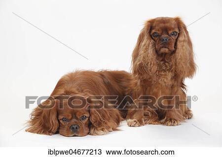 Cavalier King Charles Spaniel, males, ruby two males, ruby, sitting and lying View Large Photo Image Stock Image - Cavalier King Charles Spaniel, males, ruby two males, ruby, sitting and lying. Fotosearch