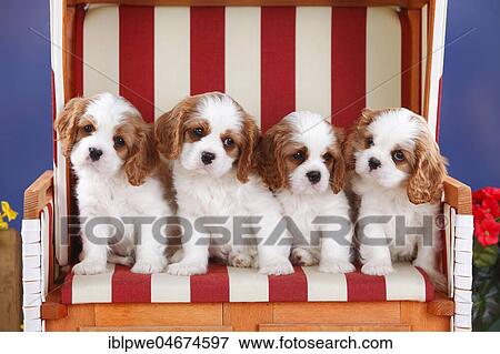 Cavalier King Charles Spaniel, puppies, Blenheim, white-brown, 8 weeks, in red-white striped wicker beach chair View Large Photo Image Stock Photo - Cavalier King Charles Spaniel, puppies, Blenheim, white-brown, 8 weeks, in red-white striped wicker beach chair. Fotosearch