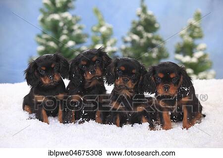 Stock Photo - Cavalier King Charles Spaniel, puppies, black-and-tan, 3 months, sitting in artificial snow, winterly. Fotosearch