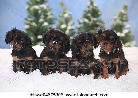 Stock Photograph - Cavalier King Charles Spaniel, puppies, black-and-tan, 3 months, sitting in artificial snow, winterly. Fotosearch