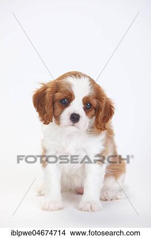 Cavalier King Charles Spaniel, puppy, Blenheim, white-brown, sitting, white background View Large Photo Image Picture - Cavalier King Charles Spaniel, puppy, Blenheim, white-brown, sitting, white background. Fotosearch