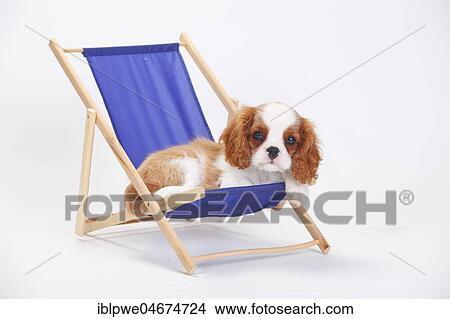 Cavalier King Charles Spaniel, puppy, Blenheim, white-brown "lies in a blue deck chair, white background View Large Photo Image Picture - Cavalier King Charles Spaniel, puppy, Blenheim, white-brown "lies in a blue deck chair, white background. Fotosearch