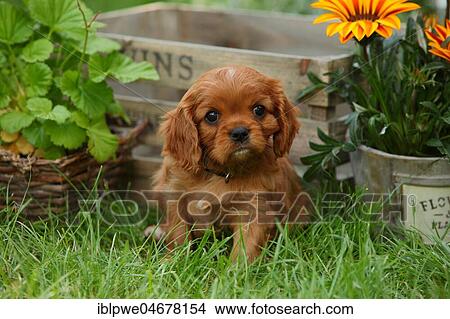 Cavalier King Charles Spaniel, puppy, ruby, 6 weeks, sitting in the grass in front of flowers and wooden box View Large Photo Image Picture - Cavalier King Charles Spaniel, puppy, ruby, 6 weeks, sitting in the grass in front of flowers and wooden box. Fotosearch