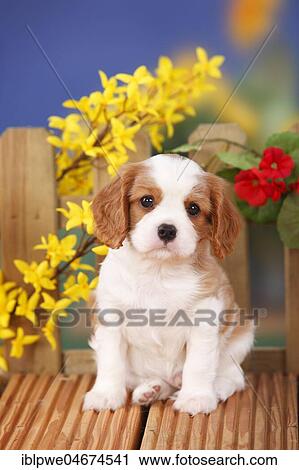 Cavalier King Charles Spaniel, puppy, Blenheim, white-brown, 6 weeks, flowers in the background View Large Photo Image Stock Image - Cavalier King Charles Spaniel, puppy, Blenheim, white-brown, 6 weeks, flowers in the background. Fotosearch