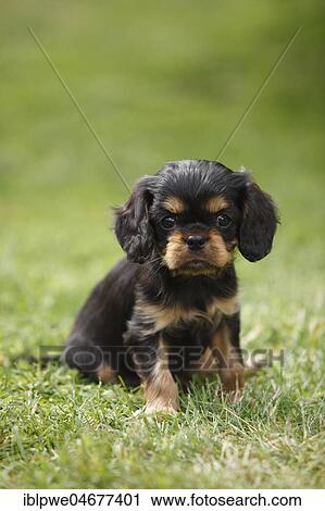 Cavalier King Charles Spaniel, puppy, black-and-tan, 8 weeks, sitting in meadow View Large Photo Image Stock Image - Cavalier King Charles Spaniel, puppy, black-and-tan, 8 weeks, sitting in meadow. Fotosearch