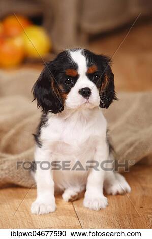 Cavalier King Charles Spaniel, puppy, tricolour, 9 weeks View Large Photo Image Stock Image - Cavalier King Charles Spaniel, puppy, tricolour, 9 weeks. Fotosearch
