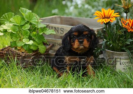 Stock Image - Cavalier King Charles Spaniel, puppy, black-and-tan, 6 weeks, sitting in the grass in front of flowers and wooden box. Fotosearch