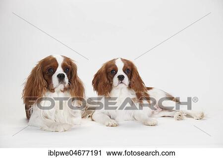 Stock Image - Cavalier King Charles Spaniel, Blenheim, male, 1 year and 6 months, lying. Fotosearch