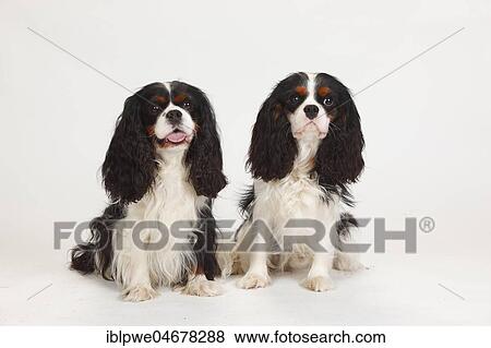 Cavalier King Charles Spaniel, tricolour, males, 5 years and 1 year View Large Photo Image Stock Photo - Cavalier King Charles Spaniel, tricolour, males, 5 years and 1 year. Fotosearch