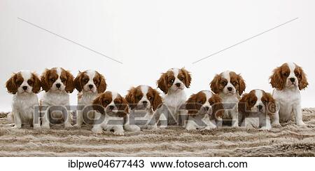 Cavalier King Charles Spaniel, ten puppies, Blenheim white-brown, 10 weeks, group of animals, many dogs sitting next to each other View Large Photo Image Stock Image - Cavalier King Charles Spaniel, ten puppies, Blenheim white-brown, 10 weeks, group of animals, many dogs sitting next to each other. Fotosearch