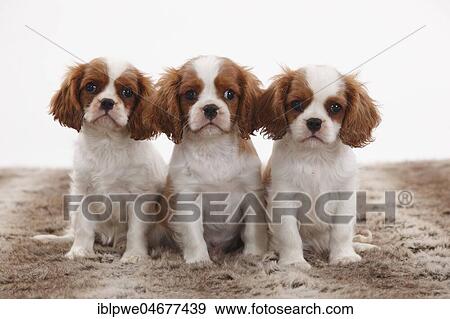 Stock Photo - Cavalier King Charles Spaniel, three puppies, Blenheim, 10 weeks, sitting next to each other. Fotosearch