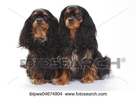 Cavalier King Charles Spaniel, two bitches, black-and-tan, sitting, white background View Large Photo Image Picture - Cavalier King Charles Spaniel, two bitches, black-and-tan, sitting, white background. Fotosearch