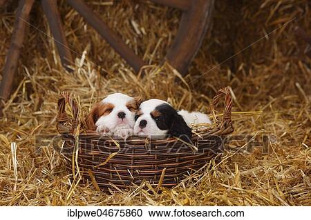 Stock Image - Cavalier King Charles Spaniel, two puppies, tricolour and Blenheim white-brown, 7 weeks, sleeping in wicker basket in straw. Fotosearch