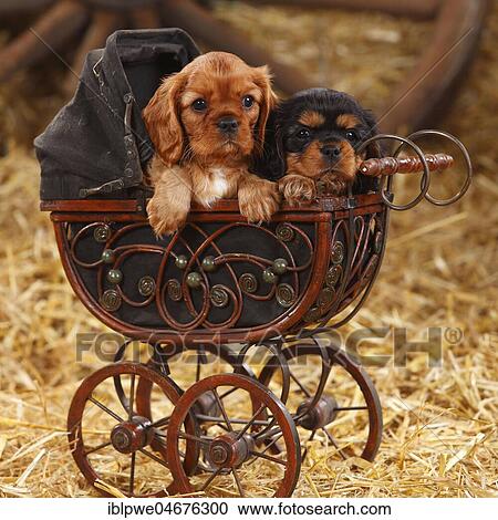 Stock Image - Cavalier King Charles Spaniel, two puppies, ruby and black-and-tan, 7 weeks, lying in doll pram. Fotosearch