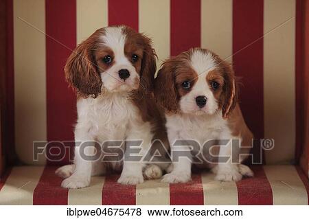 Cavalier King Charles Spaniel, two puppies, Blenheim, white-brown, 9 weeks, sitting in beach chair View Large Photo Image Stock Photo - Cavalier King Charles Spaniel, two puppies, Blenheim, white-brown, 9 weeks, sitting in beach chair. Fotosearch