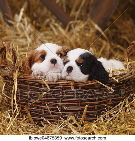 Cavalier King Charles Spaniel, two puppies, tricolour and Blenheim white-brown, 7 weeks, lying in a wicker basket in straw View Large Photo Image Stock Photo - Cavalier King Charles Spaniel, two puppies, tricolour and Blenheim white-brown, 7 weeks, lying in a wicker basket in straw. Fotosearch
