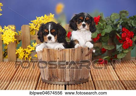 Cavalier King Charles Spaniel, two puppies, tricolour, 9 weeks, in wooden tub, flowers in the background View Large Photo Image Stock Photograph - Cavalier King Charles Spaniel, two puppies, tricolour, 9 weeks, in wooden tub, flowers in the background. Fotosearch