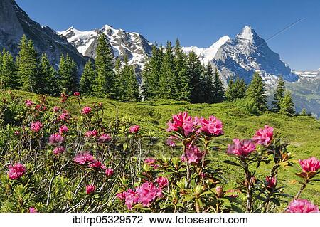 Stock Image - Chalberboden, view of Eiger and Moench, Bern, Bernese Oberland, Switzerland, Europe. Fotosearch