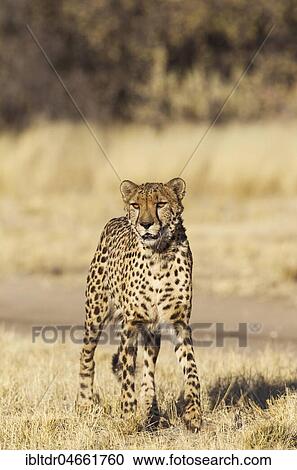 Stock Image - Cheetah (Acinonyx jubatus), captive, Harnas Wildlife Foundation, Namibia, Africa. Fotosearch