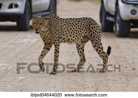 Cheetah (Acinonyx jubatus), male crossing a dirt road in front of cars, Kgalagadi Transfrontier Park, Northern Cape, South Africa, Africa View Large Photo Image Stock Image - Cheetah (Acinonyx jubatus), male crossing a dirt road in front of cars, Kgalagadi Transfrontier Park, Northern Cape, South Africa, Africa. Fotosearch