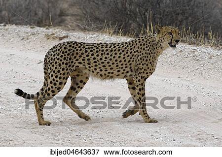 Cheetah (Acinonyx jubatus), male crossing a dirt road, Kgalagadi Transfrontier Park, Northern Cape, South Africa, Africa View Large Photo Image Stock Photo - Cheetah (Acinonyx jubatus), male crossing a dirt road, Kgalagadi Transfrontier Park, Northern Cape, South Africa, Africa. Fotosearch