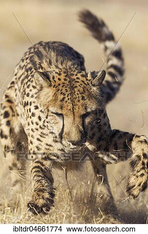 Cheetah (Acinonyx jubatus), playing, captive, Harnas Wildlife Foundation, Namibia, Africa View Large Photo Image Picture - Cheetah (Acinonyx jubatus), playing, captive, Harnas Wildlife Foundation, Namibia, Africa. Fotosearch