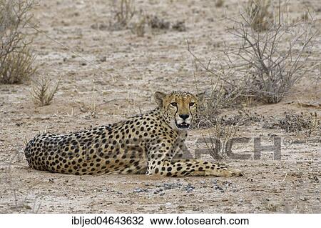 Cheetah (Acinonyx jubatus), resting male, alert, Kgalagadi Transfrontier Park, Northern Cape, South Africa, Africa View Large Photo Image Stock Image - Cheetah (Acinonyx jubatus), resting male, alert, Kgalagadi Transfrontier Park, Northern Cape, South Africa, Africa. Fotosearch