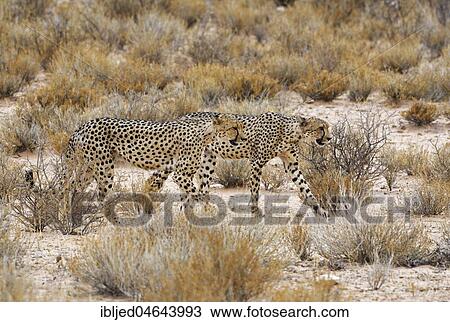 Cheetahs (Acinonyx jubatus), two males walking, side by side, Kgalagadi Transfrontier Park, Northern Cape, South Africa, Africa View Large Photo Image Stock Image - Cheetahs (Acinonyx jubatus), two males walking, side by side, Kgalagadi Transfrontier Park, Northern Cape, South Africa, Africa. Fotosearch
