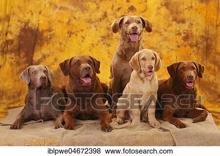 Chesapeake Bay Retriever, male, three bitches and puppy, 10 weeks, five dogs lying next to each other View Large Photo Image Stock Photo - Chesapeake Bay Retriever, male, three bitches and puppy, 10 weeks, five dogs lying next to each other. Fotosearch