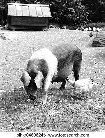 Stock Photography - Chicken nibbling on the udder of a pig, ca. 1960s, exact place unknown, England. Fotosearch