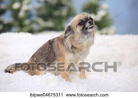 Stock Image - Chihuahua, long-haired, bitch, braids teeth, sits in artificial snow, winterly. Fotosearch
