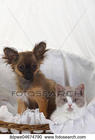 Stock Image - Chihuahua, puppy, long-haired, 4 months, and British long-haired cat or highlander, fawn-white, kitten, 9 weeks, sitting together in basket. Fotosearch