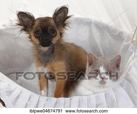 Chihuahua, puppy, long-haired, 4 months, and British long-haired cat, fawn-white, kitten, 9 weeks, Highlander, Lowlander, Britanica, BLH View Large Photo Image Stock Image - Chihuahua, puppy, long-haired, 4 months, and British long-haired cat, fawn-white, kitten, 9 weeks, Highlander, Lowlander, Britanica, BLH. Fotosearch