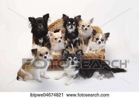 Chihuahuas, longhaired, many dogs sit on sofa, couch, dog sofa, white background View Large Photo Image Stock Image - Chihuahuas, longhaired, many dogs sit on sofa, couch, dog sofa, white background. Fotosearch