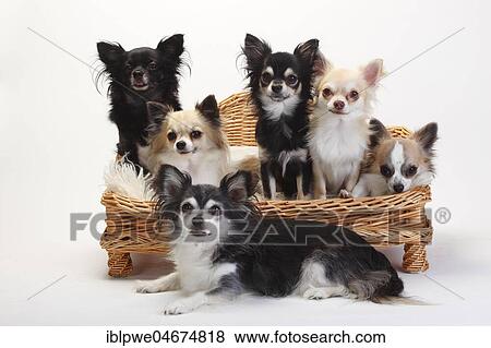 Chihuahuas, longhaired, many dogs sit on sofa, couch, dog sofa, white background View Large Photo Image Stock Photo - Chihuahuas, longhaired, many dogs sit on sofa, couch, dog sofa, white background. Fotosearch