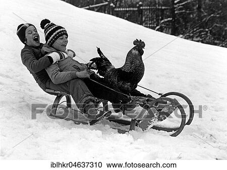 Children and cock ride sledge in the snow, ca. 1970s, exact place unknown, Austria, Europe View Large Photo Image Stock Image - Children and cock ride sledge in the snow, ca. 1970s, exact place unknown, Austria, Europe. Fotosearch