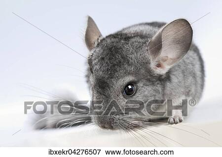 Chinchilla (Chinchilla sp. ), captive View Large Photo Image Stock Photo - Chinchilla (Chinchilla sp. ), captive. Fotosearch