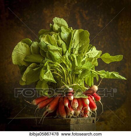 Close-up of fresh radishes, studio shot, France, Europe View Large Photo Image Stock Photo - Close-up of fresh radishes, studio shot, France, Europe. Fotosearch