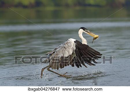 Cocoireiher (Ardea cocoi), beim Fischfang, Pantanal, Mato Grosso, Brasilien, Sudamerika View Large Photo Image Stock Photo - Cocoireiher (Ardea cocoi), beim Fischfang, Pantanal, Mato Grosso, Brasilien, Sudamerika. Fotosearch