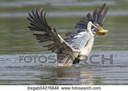 Cocoireiher (Ardea cocoi), beim Fischfang, Pantanal, Mato Grosso, Brasilien, Sudamerika View Large Photo Image Stock Photo - Cocoireiher (Ardea cocoi), beim Fischfang, Pantanal, Mato Grosso, Brasilien, Sudamerika. Fotosearch