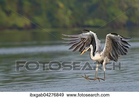 Cocoireiher (Ardea cocoi) beim Fischfang, Pantanal, Mato Grosso, Brasilien, Sudamerika View Large Photo Image Stock Photo - Cocoireiher (Ardea cocoi) beim Fischfang, Pantanal, Mato Grosso, Brasilien, Sudamerika. Fotosearch