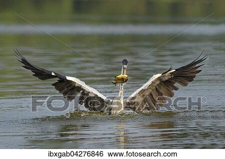 Cocoireiher (Ardea cocoi) beim Fischfang, Pantanal, Mato Grosso, Brasilien, Sudamerika View Large Photo Image Stock Photograph - Cocoireiher (Ardea cocoi) beim Fischfang, Pantanal, Mato Grosso, Brasilien, Sudamerika. Fotosearch