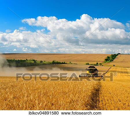Combine harvests barley, cornfield under blue sky with cumulus clouds, Saalekreis, Saxony-Anhalt, Germany, Europe View Large Photo Image Stock Image - Combine harvests barley, cornfield under blue sky with cumulus clouds, Saalekreis, Saxony-Anhalt, Germany, Europe. Fotosearch