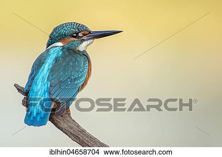 Common kingfisher (Alcedo atthis), Young bird sitting on a branch, Biosphere Reserve Middle Elbe, Saxony-Anhalt, Germany, Europe View Large Photo Image Picture - Common kingfisher (Alcedo atthis), Young bird sitting on a branch, Biosphere Reserve Middle Elbe, Saxony-Anhalt, Germany, Europe. Fotosearch