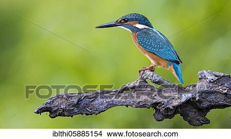 Common kingfisher (Alcedo atthis), Middle Elbe Biosphere Reserve, Saxony-Anhalt, Germany, Europe View Large Photo Image Picture - Common kingfisher (Alcedo atthis), Middle Elbe Biosphere Reserve, Saxony-Anhalt, Germany, Europe. Fotosearch