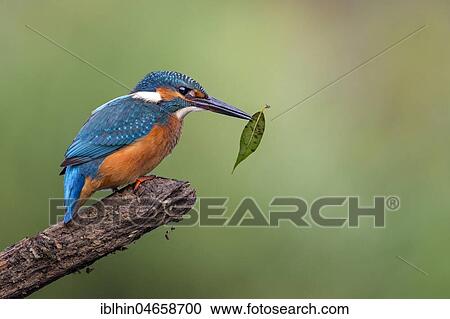 Common kingfisher (Alcedo atthis), Young bird sits on a branch with leave in its beak, Biosphere Reserve Mittelelbe, Saxony-Anhalt, Germany, Europe View Large Photo Image Stock Image - Common kingfisher (Alcedo atthis), Young bird sits on a branch with leave in its beak, Biosphere Reserve Mittelelbe, Saxony-Anhalt, Germany, Europe. Fotosearch